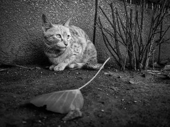 Portrait of cat sitting on field