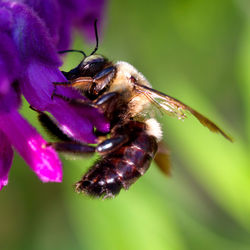Close-up of bee pollinating on purple flower