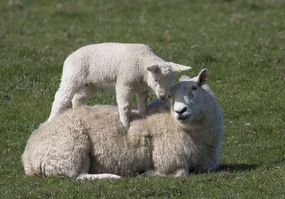 Lamb on sheep at field