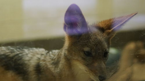 Close-up of rabbit