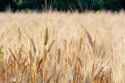 Golden wheat fields in rural illinois summer sun