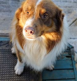Close-up portrait of dog