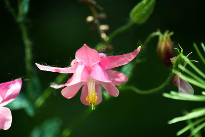 Close-up of pink flowering plant
