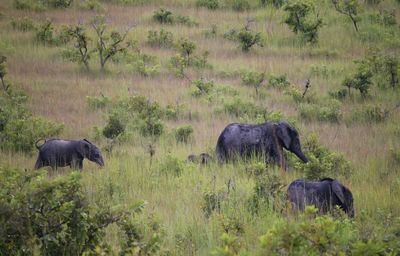 Walk in the lopé national park. a protected site in gabon, included in the unesco. 