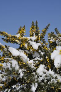 Snow covered gorse