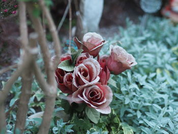 Close-up of rose plant