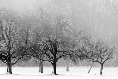 Bare trees on snow covered land