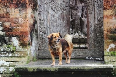 Dog on steps