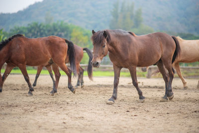 Horses standing in ranch