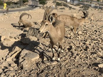 High angle view of birds on field