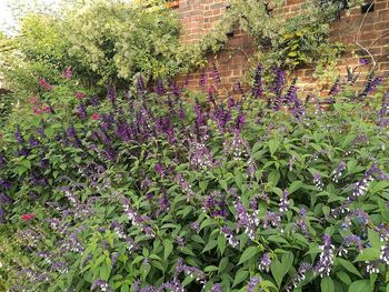 Purple flowers growing outdoors