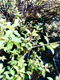 High angle view of plant growing on field