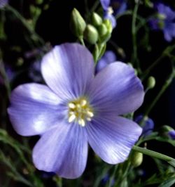 Close-up of purple flowers blooming outdoors