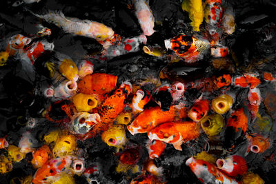 High angle view of koi carps in pond