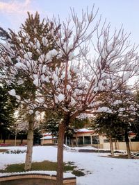 Trees on snow covered plants against sky