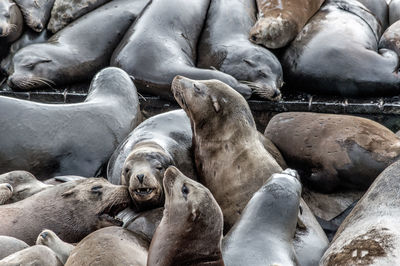 High angle view of animal resting