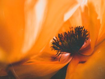 Close-up of orange flower plant