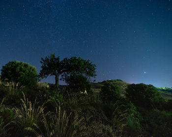 Low angle view of trees against sky at night