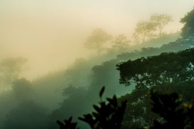 Trees in foggy weather