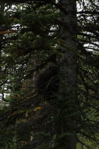 Low angle view of tree trunk