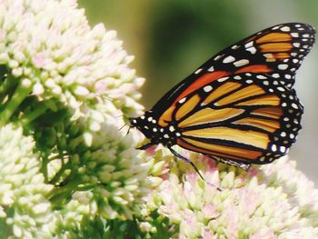 Close-up of butterfly pollinating on flower