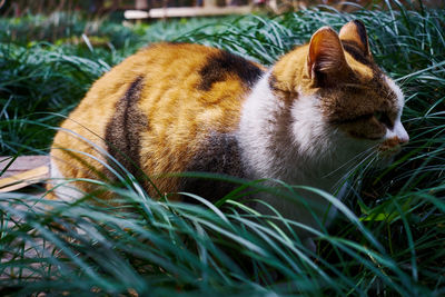 Side view of cat on field