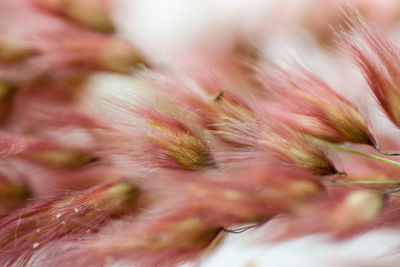 Close-up of blurred eye