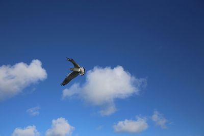 Low angle view of birds flying against blue sky