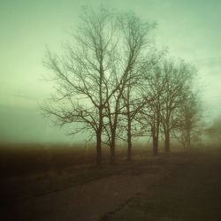 tree