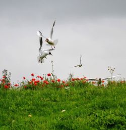 Bird flying over a field