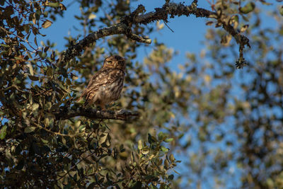 Low angle view of bird perching on tree