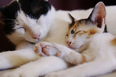 Close-up of cats sleeping