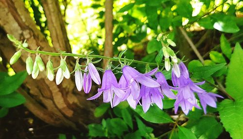 Close-up of purple flowers