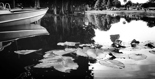 Reflection of trees in water