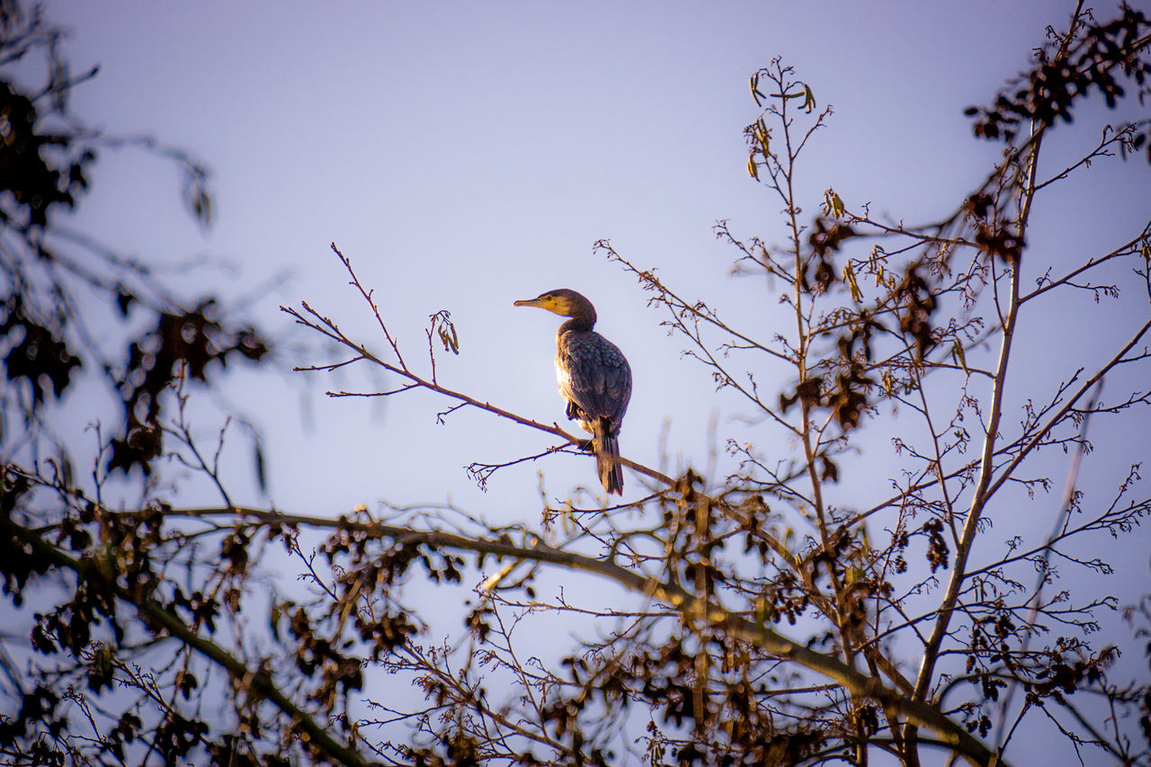 Strange bird