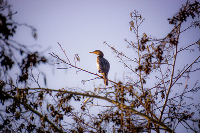 Low angle view of birds perching on branch