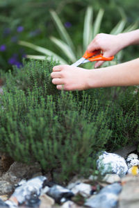 Close-up of woman using scissor on plant