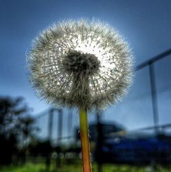 Close-up of flower against sky