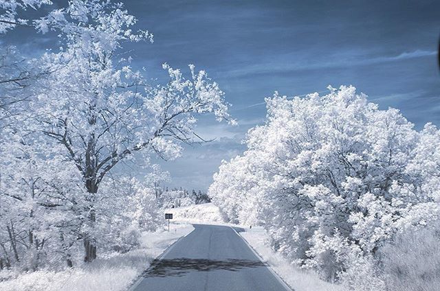 snow, winter, cold temperature, transportation, the way forward, tree, season, road, diminishing perspective, sky, weather, nature, white color, vanishing point, beauty in nature, mode of transport, covering, day, tranquility, scenics