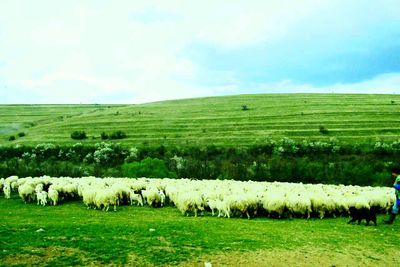 Sheep grazing on field against sky