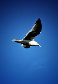 Low angle view of seagull flying