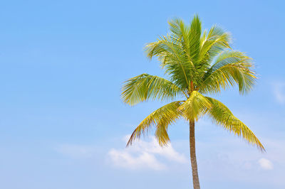 High section of palm tree against blue sky