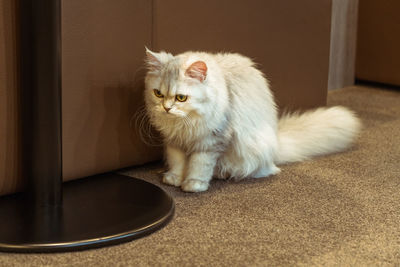 Portrait of cat sitting on floor at home