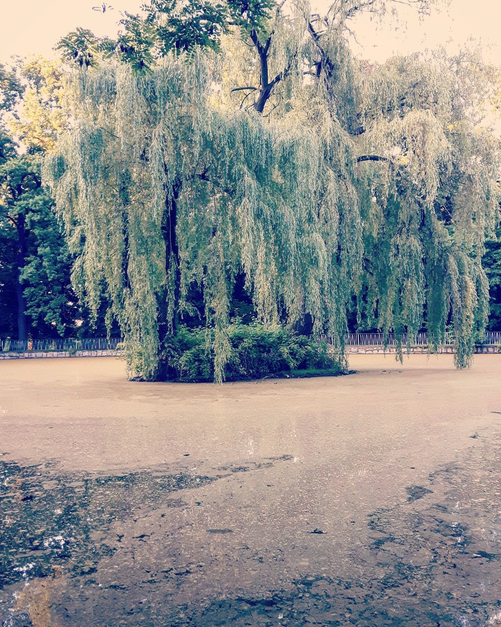 tree, tranquility, tranquil scene, nature, beauty in nature, growth, scenics, landscape, sand, day, tree trunk, branch, outdoors, non-urban scene, park - man made space, sunlight, no people, idyllic, field, shadow