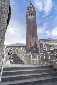 Dog standing by tower on steps