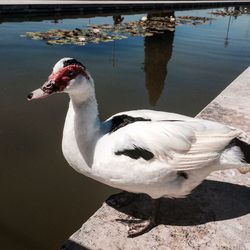 High angle view of swan swimming on lake