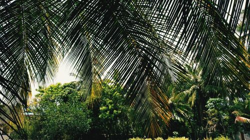 Low angle view of palm trees against sky