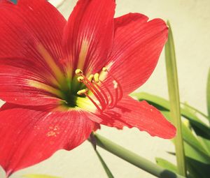 Close-up of day lily blooming outdoors