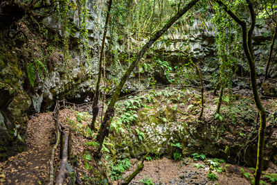 Trees growing in forest