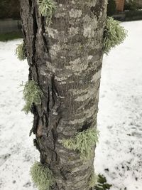 Close-up of tree trunk in winter